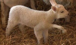 小羊爆料视频大全,揭秘娱乐圈幕后故事